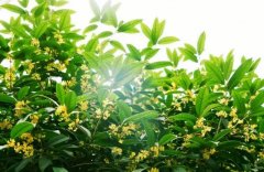  【新學(xué)期·煥新】國(guó)際部中文課：用你的眼睛看世界 